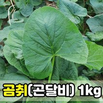 강원도 고랭지 곰취 생곰취나물 당일수확 1kg 118978