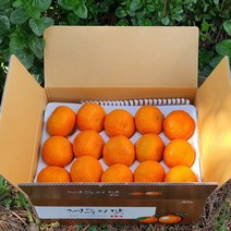 - 7일간반짝할인 - 제철과일 카라향 4.5kg(24-35수 2단선물포장) 제주의 봄을 깨우는 싱그러운 과즙이 팡팡!!
