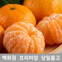 (특등급) 오늘출고 감귤5KG 밀감 귤 제주밀감 제주귤, 5KG, 본상품선택