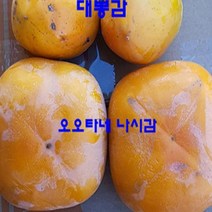 묘목/ 감나무 오오타네나시(대왕감)/접목1년 b1403