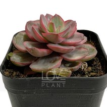 [꽃사랑식물나라] 수연금 다육이 에케베리아 공기정화식물 식물키우기 화분, 1개