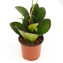 실내공기정화식물 120종 꽃 화분 미세먼지제거 아레카야자 해피트리 금전수, 모종포트, 홍페페, 1개, 1개