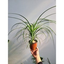 독구리난 중품 묵은둥이 목대형성 25~40cm 69