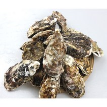 통영 각굴 석화 10kg 산지직송