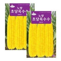 노랑 초당옥수수 씨앗 100립 옥수수씨, 2개