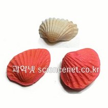 유비 조개화석만들기-알지네이트용(5인용) 744720, 단품
