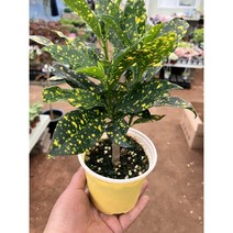 점박이 목대 크로톤, 1개