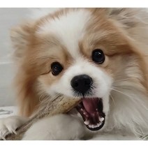 프리미엄 유기농 녹각 개껌 반려견 강아지 애견 간식 스틱 뼈 육포 사슴뿔 순록뿔 분말 순록 발굽 허파 기관 고기 가성비 건강한 오래먹는 수제 치석제거 분리불안증 대형견 소형견, L