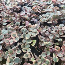 98무배특가 러브체인금 소품 무늬러브체인 05~10cm 99, 1개