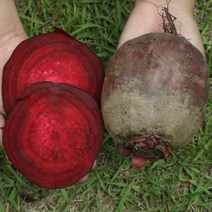 청년감별사 혈관 청소부 비트, 1박스, 5k