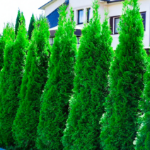 침엽수/ 에메랄드그린 정원수 (최고 조경수) 키1.5m NT2-3, 1개