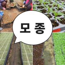 모종가게 토마토 고추 상추 딸기 야콘 등등, 잔대
