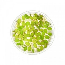 [헬로아쿠아]수초-생이가래 종이컵 표면-수질정화 어항위 부상식물, 단일속성