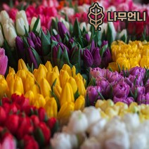 튤립 구근 21종 모음 5개세트 2023년 신상품 나무언니, 디자인임프레션(5구)