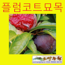 (G소망)플럼코트묘목(교배)접목1년2그루(2개품종선택)