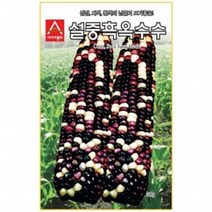 (옥수수종자씨앗) 설중흑(700g)