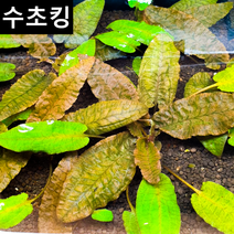 [수초킹] 키우기 쉬운 크립토코리네 펫치 / 수초맛집 초보수초 새우놀이터 구피키우기 구피어항 구피 새우 모스 모스볼 수초농장 수초도매 구피수초 구피어항 새우수초 인기수초, (특가) 5촉