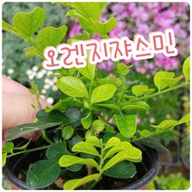 오렌지자스민/찐한향 필요하신분