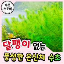 [수초스토어] 검역 밀리오필름 마토그로센세 5촉 / 구피 새우 어항 수초 쉬운 키우기 예쁜 은신처 중경 후경 초보 자연 풍성한 흑사 무이탄 치어 베타 열대어, 12촉