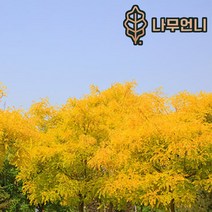 황금회화 정원수 나무언니, 황금회화 접목2년생 특묘, 1개