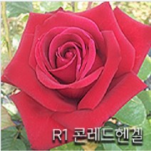 장미묘목 사계명품땅장미 금강원예, R1 콘레드헨겔