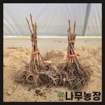 (나무농장) 두릅나무 민참두릅 삽목1년 묘목 ( 10주묶음 )