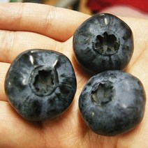 블루베리 나무 묘목 - 챈들러 삽목2년 포트 1개