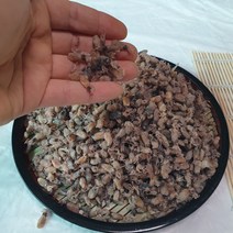 국산 건 꼴뚜기 500g (소꼴 특품)