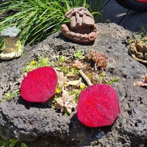 제주 제철 레드비트 햇비트 생비트 알비트 주스용 쥬스용 즙용 3kg 5kg, 레드비트 3kg, 1개