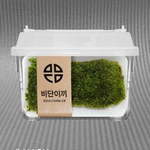 diy 식물 테라리움 이끼 테라리움만들기 비바리움 재료