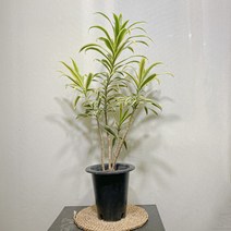 송오브인디아, 1개, 드라세나 송오브인디아 S