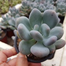 [해뜰다육] 홍미인 다육식물 선인장