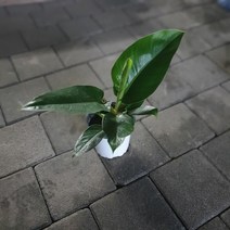 식물공장 대엽콩고 중품 25~35cm 79 공기정화식물 플랜테리어