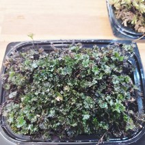 천연 생이끼 / 비단이끼 깃털이끼 털깃털이끼 곧은나무이끼(AquaTale), 피막이풀, 팩