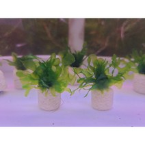 물미역모스 링활착 5개[체리새우/crs새우 놀이터] 애완관상용새우 은신처수초 새우수초