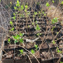 유럽 목수국(윔스레드) 키60센티