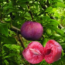 묘목/피자두 솔담/접목 1년 /3주 KJ163