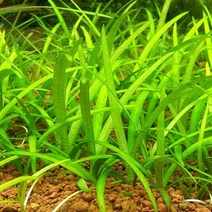 헬로아쿠아 모음)초보수초 200종모음전 쉬운수초 어항장식 열대어 어항꾸미기 수족관꾸미기, 68번) 사지타리아 3뿌리