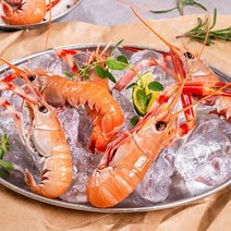 속살 가득한 자연산 제주 딱새우 500g 급냉