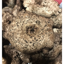 추석선물 추천 자연산 버섯 국산 생 능이버섯 직접 산행채취후 발송, [A급] 국산 생 능이버섯 500g