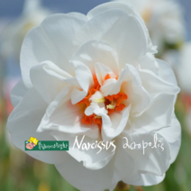겹 수선화 [3포트] 아크로폴리스 화이트 (복남이네 야생화 모종 narcissus)