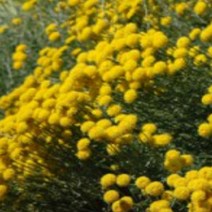 어린모종]허브-산토리나(코튼라벤다)-토멘토사 /4개 Q2056, 4개