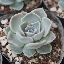 타이니버거 예쁜 다육식물 소품랜덤 0227-62, 단품, 1개