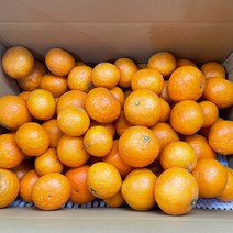 제주 고당도 카라향 감귤 5kg 가정용 혼합 크기, 카라향 가정용 크기혼합(스크래치포함)5kg
