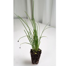 부추모종 1주, 단품