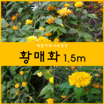 착한가격 나무생각 / 황매화 / 1.5m