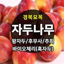 [경북농원] 자두나무 접목묘 특묘 (왕자두/후무사/추희/바이오체리/플럼코트), 왕자두 접목  중묘