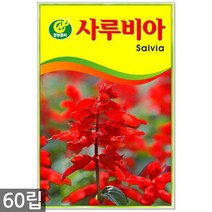 강낭콩 2g - 콩 씨 씨앗 강낭콩씨앗 강남콩씨앗 강낭콩씨, 13_청농_사루비아(60립)