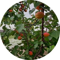 플루오트 자두+살구 유실수 묘목, 로사랜드