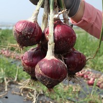 무안 햇 자색양파 2.5kg 5kg 10kg, 1박스, 자색양파 2.5kg(소과)